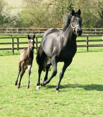 2012 bay filly by Sir Percy